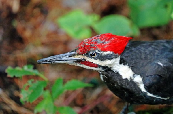 Juvenile Male Pileated Woodpecker by Deb Oppermann